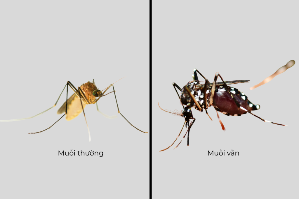 Điểm khác biệt giữa muỗi thường và muỗi vằn