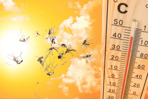 Muỗi chết ở nhiệt độ nào