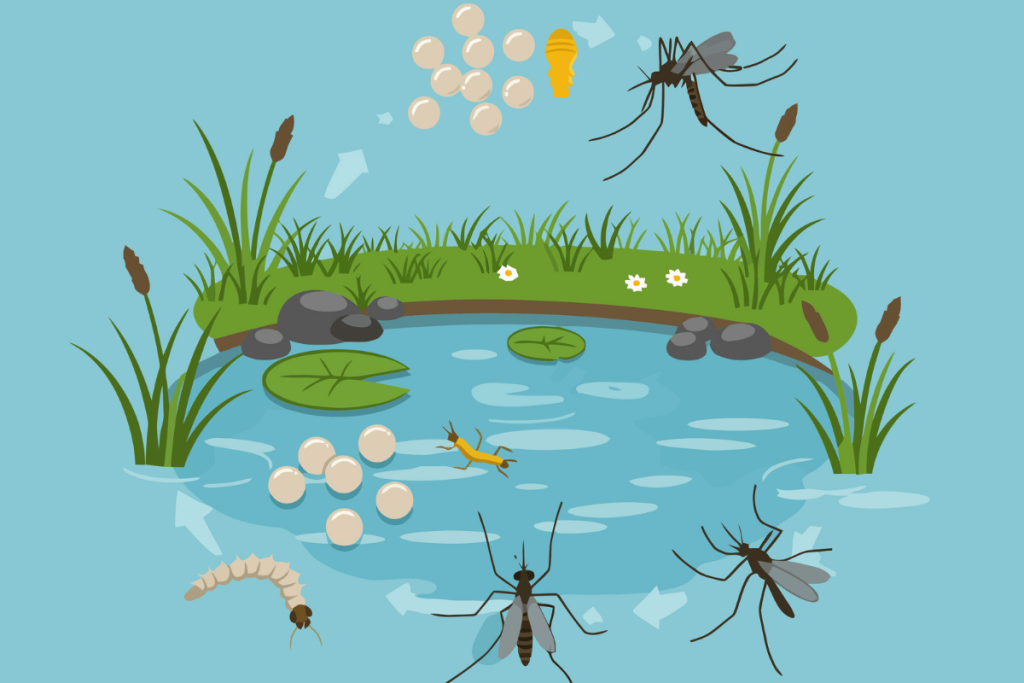 Sơ đồ vòng đời trực quan của muỗi