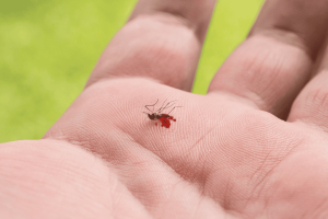 Cách diệt muỗi tận gốc