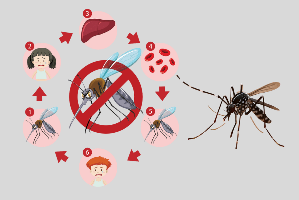 Bệnh sốt rét lây truyền theo đường nào