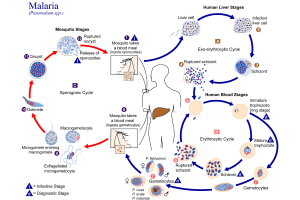 Chu trình phát triển của ký sinh trùng sốt rét trong cơ thể