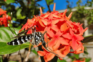 Liệu hoa đuổi muỗi có thực sự diệt được muỗi