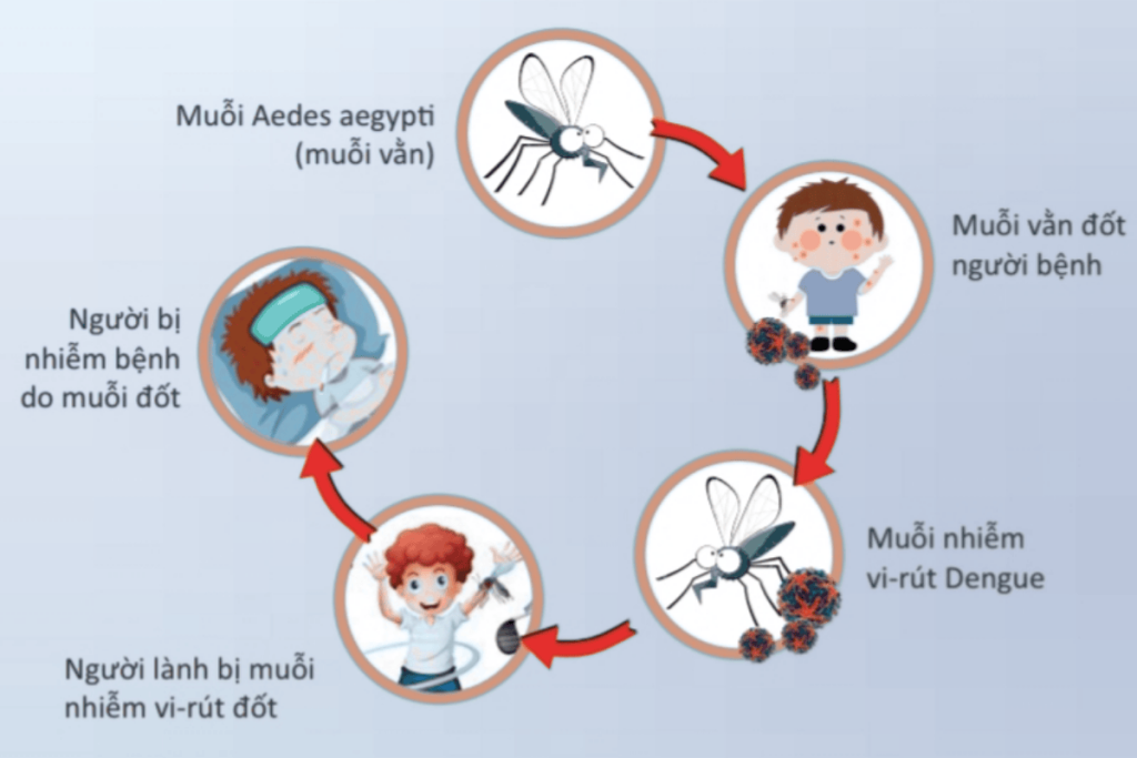 triệu chứng khi bị muỗi vằn đốt