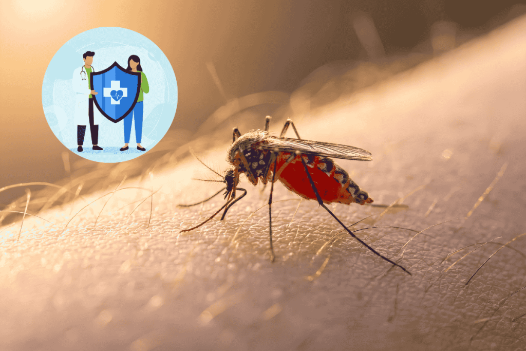 Bị muỗi đốt nhiều có sao không và những cảnh báo sức khỏe