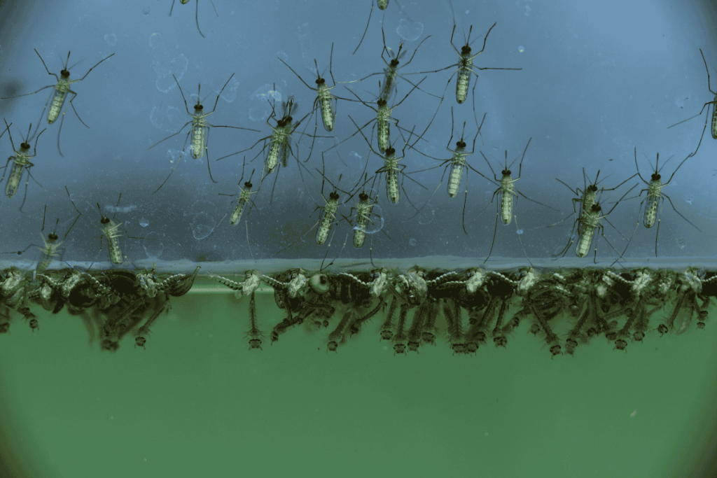 Muỗi đẻ bao nhiêu trứng