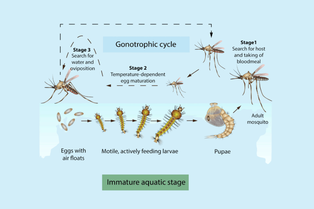 Vòng đời muỗi và các giai đoạn phát triển